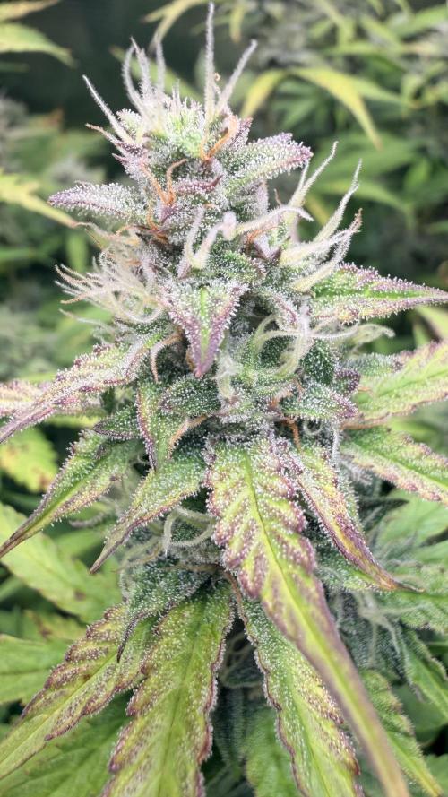 Gorilla Cookies Auto - First grow. Week 11