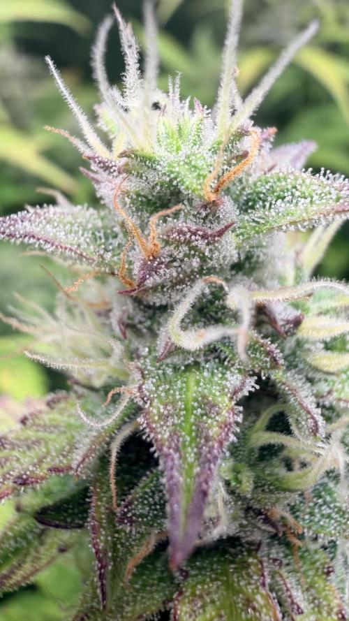 Gorilla Cookies Auto - First grow. Week 11