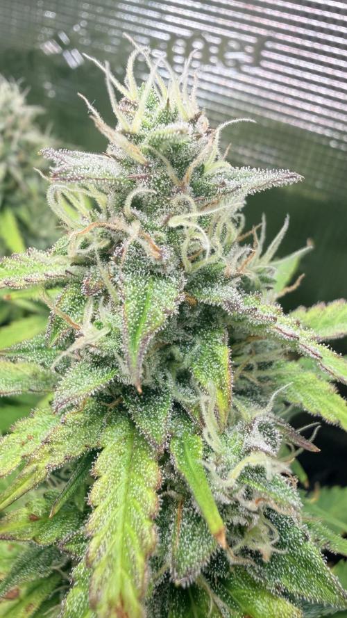Gorilla Cookies Auto - First grow. Week 11