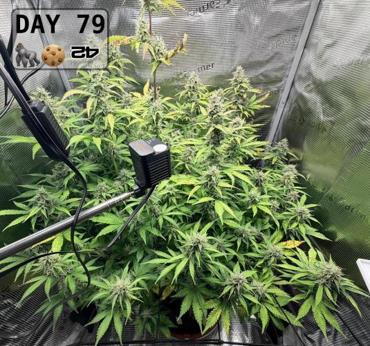 Gorilla Cookies Auto - First grow. Week 11