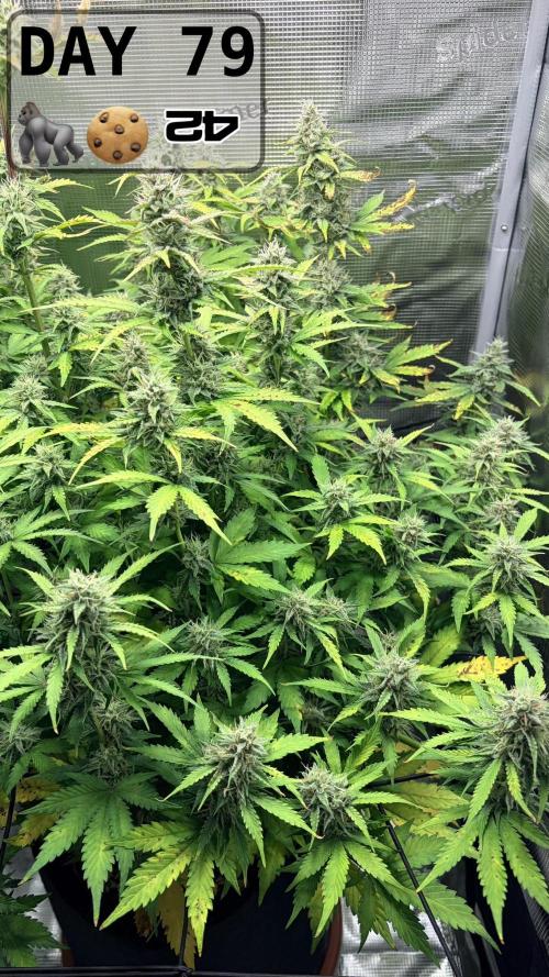 Gorilla Cookies Auto - First grow. Week 11