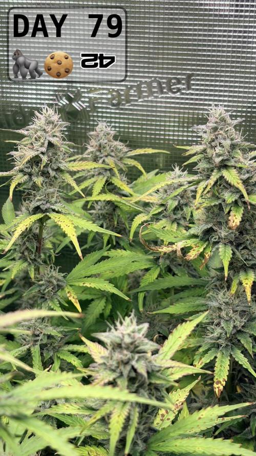 Gorilla Cookies Auto - First grow. Week 11
