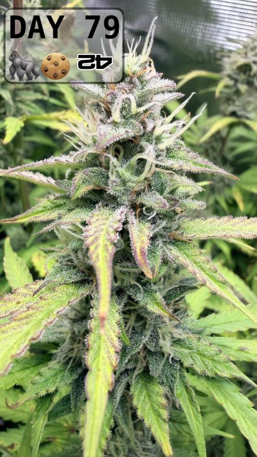 Gorilla Cookies Auto - First grow. Week 11