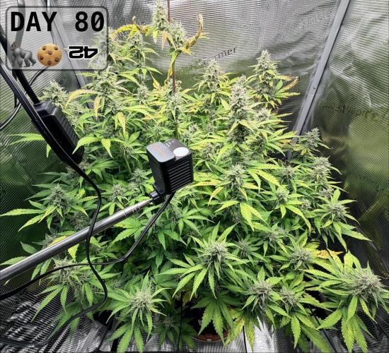 Gorilla Cookies Auto - First grow. Week 11