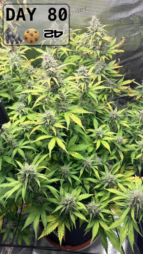 Gorilla Cookies Auto - First grow. Week 11