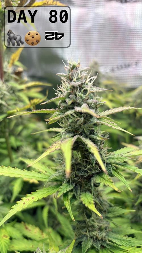 Gorilla Cookies Auto - First grow. Week 11
