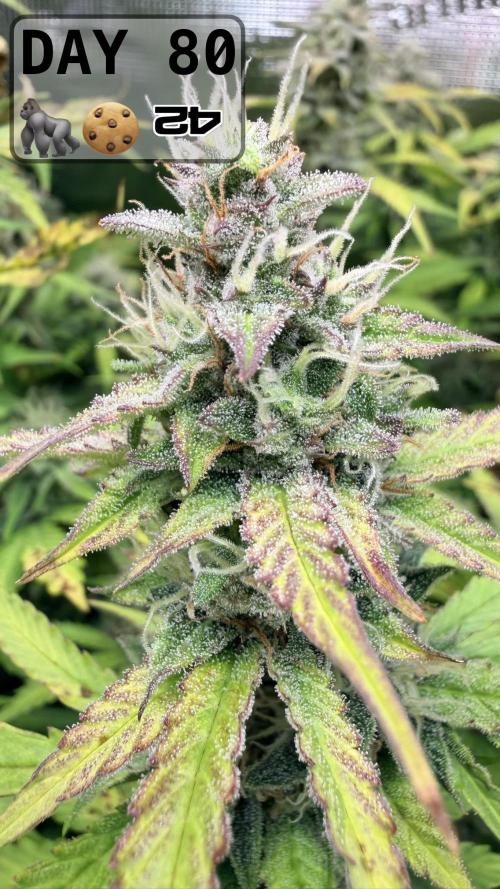 Gorilla Cookies Auto - First grow. Week 11