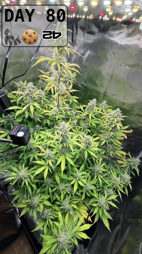 Gorilla Cookies Auto - First grow. Week 11