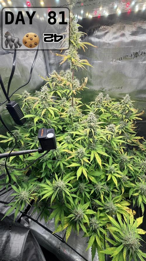 Gorilla Cookies Auto - First grow. Week 11