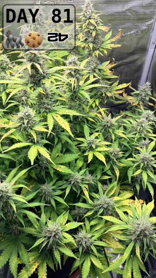 Gorilla Cookies Auto - First grow. Week 11
