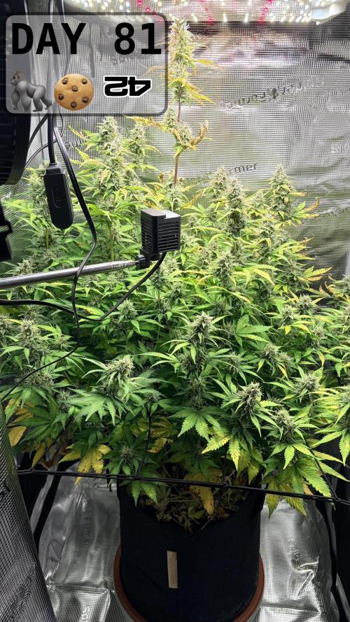 Gorilla Cookies Auto - First grow. Week 11