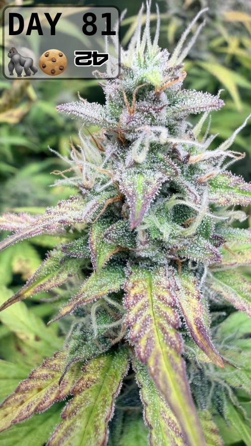 Gorilla Cookies Auto - First grow. Week 11