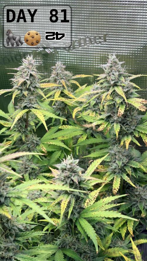 Gorilla Cookies Auto - First grow. Week 11