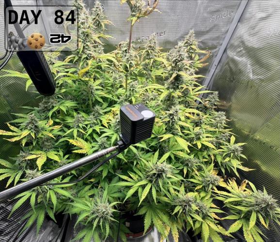 Gorilla Cookies Auto - First grow. Week 11