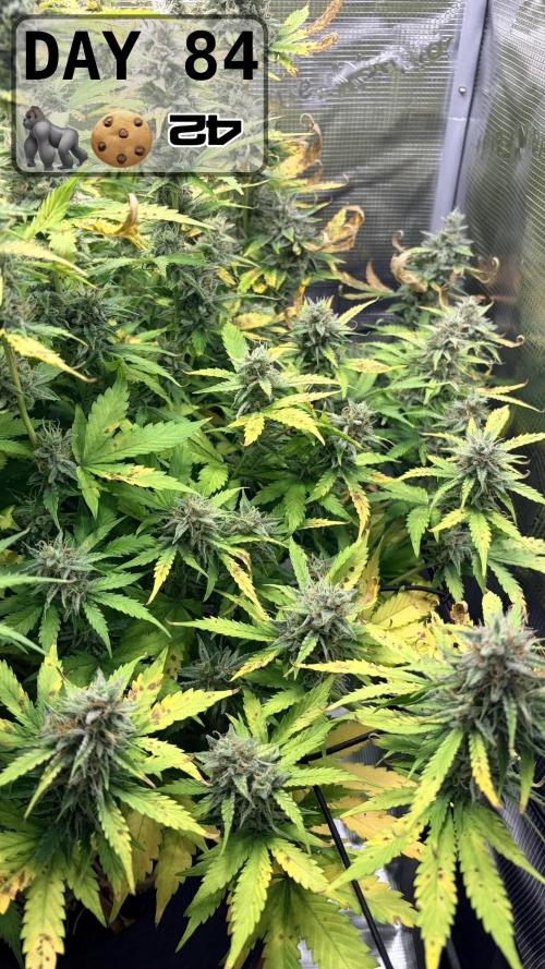 Gorilla Cookies Auto - First grow. Week 11