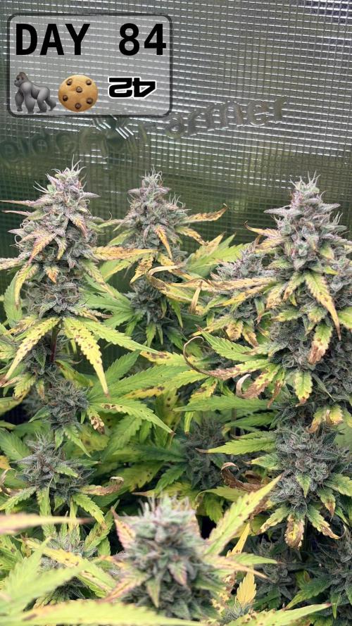 Gorilla Cookies Auto - First grow. Week 11