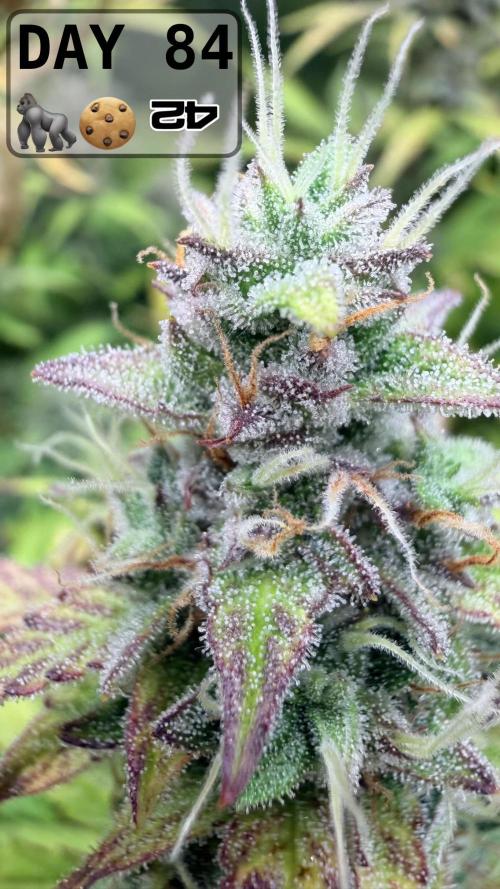 Gorilla Cookies Auto - First grow. Week 11