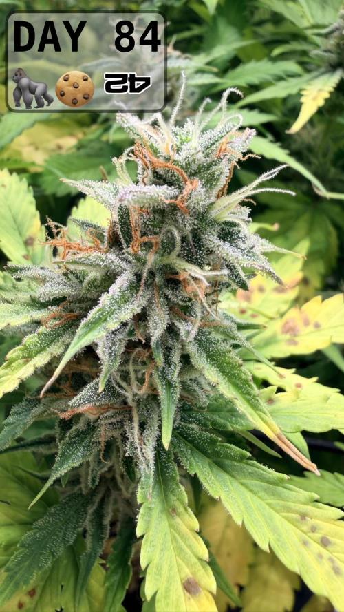 Gorilla Cookies Auto - First grow. Week 11