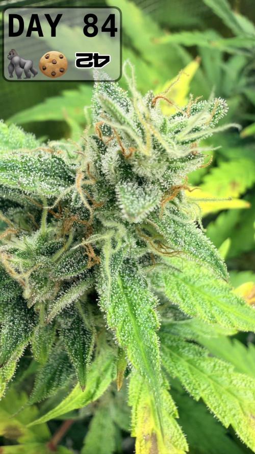 Gorilla Cookies Auto - First grow. Week 11