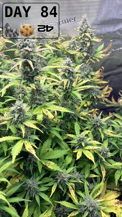 Gorilla Cookies Auto - First grow. Week 11