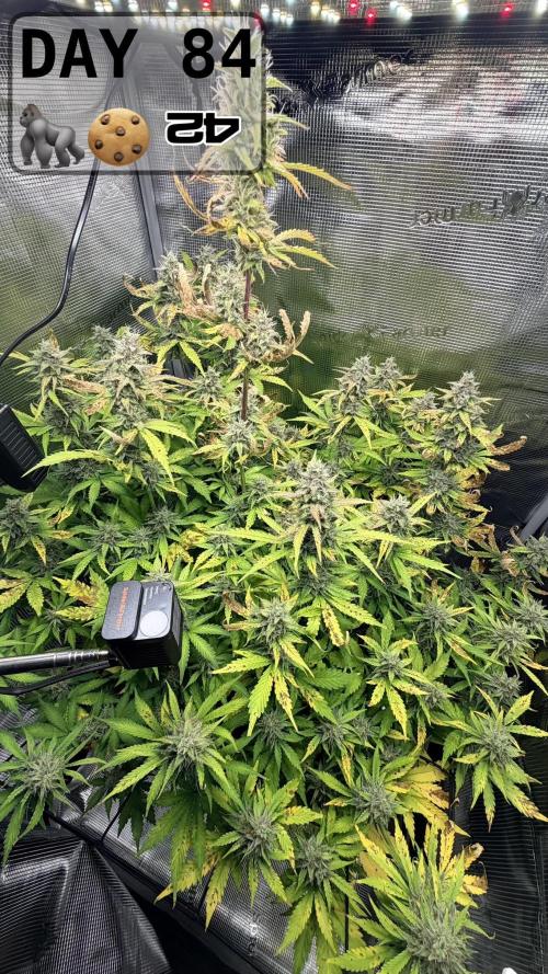 Gorilla Cookies Auto - First grow. Week 11
