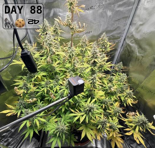 Gorilla Cookies Auto - First grow. Week 12