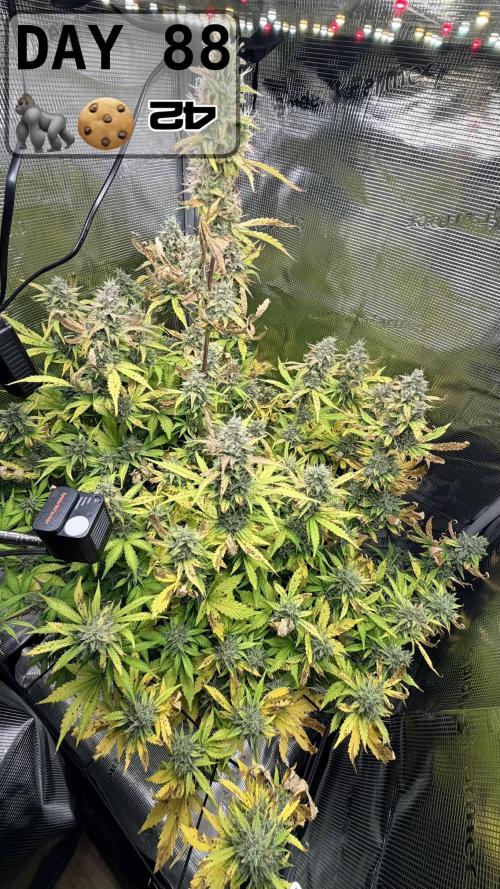 Gorilla Cookies Auto - First grow. Week 12