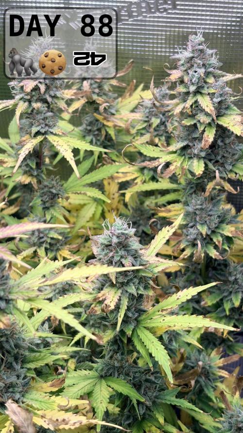 Gorilla Cookies Auto - First grow. Week 12