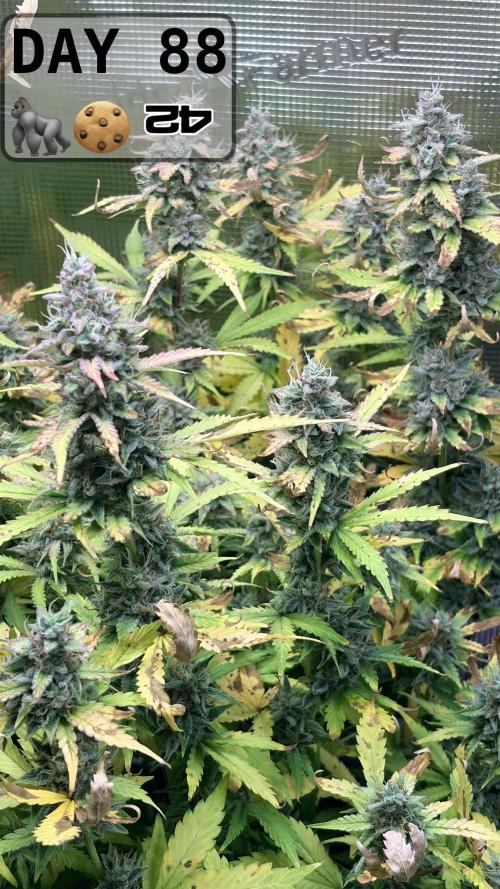 Gorilla Cookies Auto - First grow. Week 12