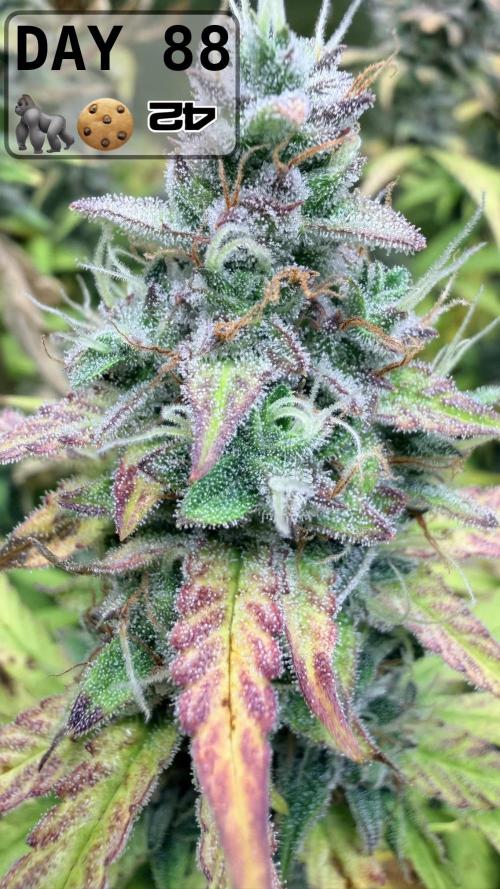 Gorilla Cookies Auto - First grow. Week 12
