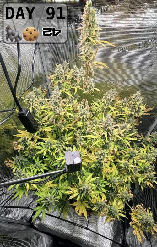 Gorilla Cookies Auto - First grow. Week 12