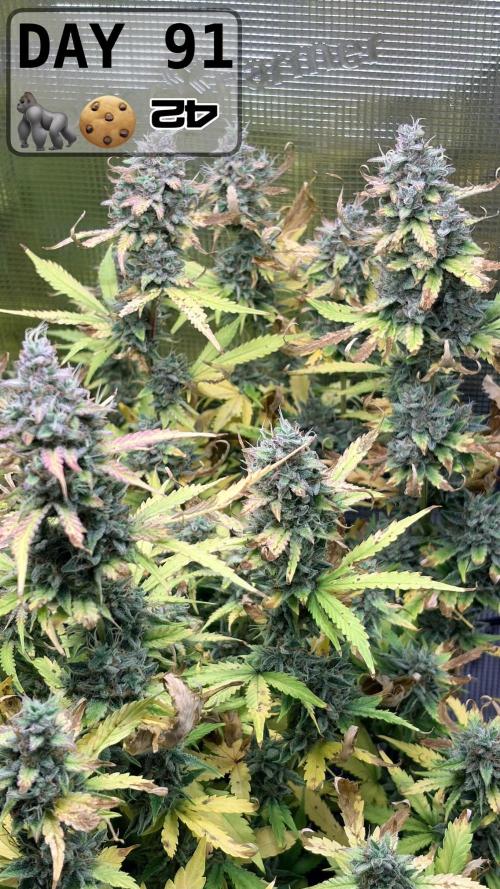 Gorilla Cookies Auto - First grow. Week 12