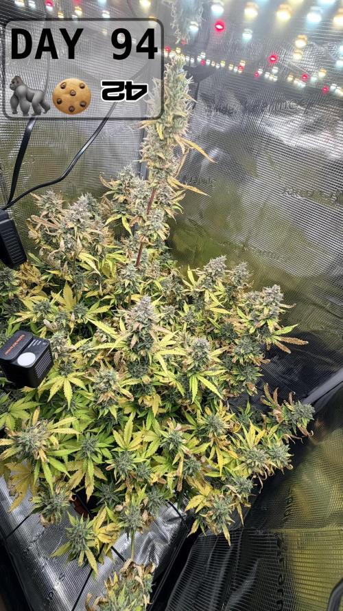Gorilla Cookies Auto - First grow. Week 13