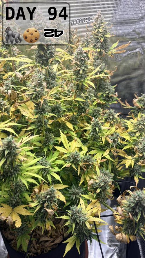 Gorilla Cookies Auto - First grow. Week 13