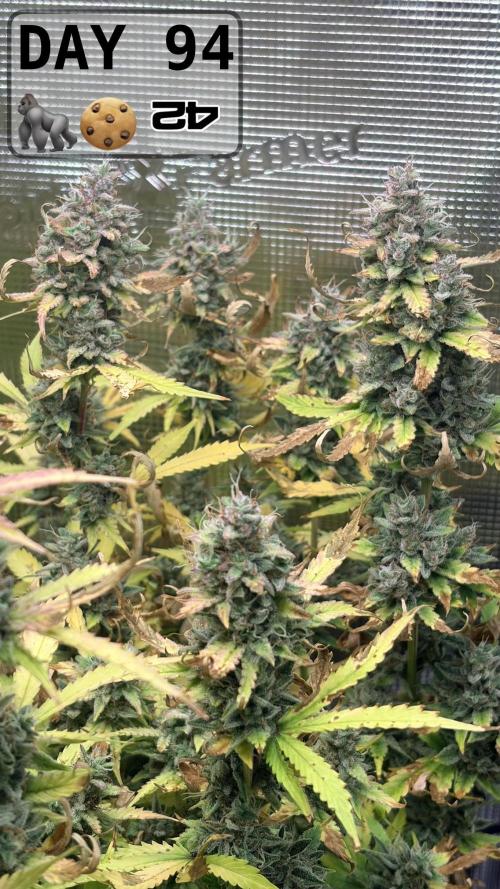 Gorilla Cookies Auto - First grow. Week 13