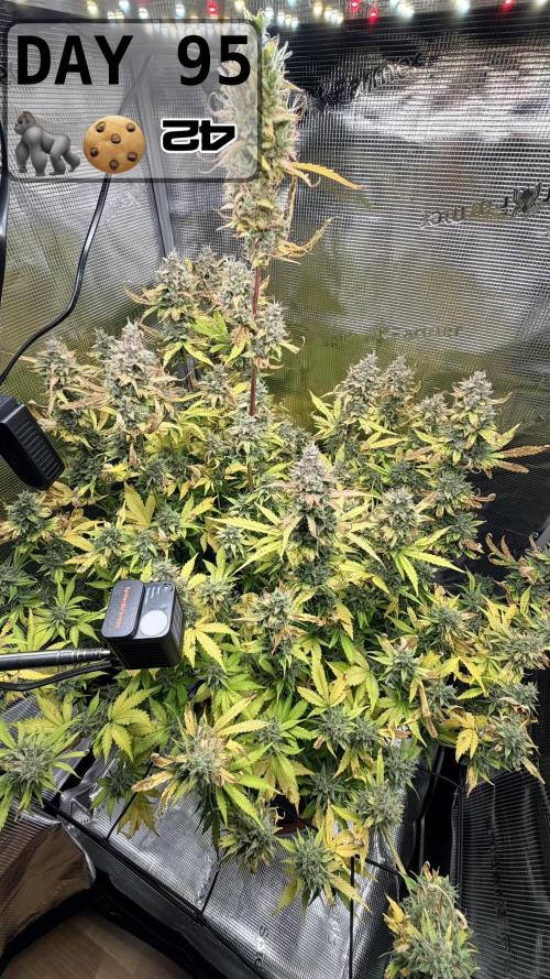 Gorilla Cookies Auto - First grow. Week 13