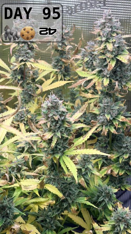 Gorilla Cookies Auto - First grow. Week 13