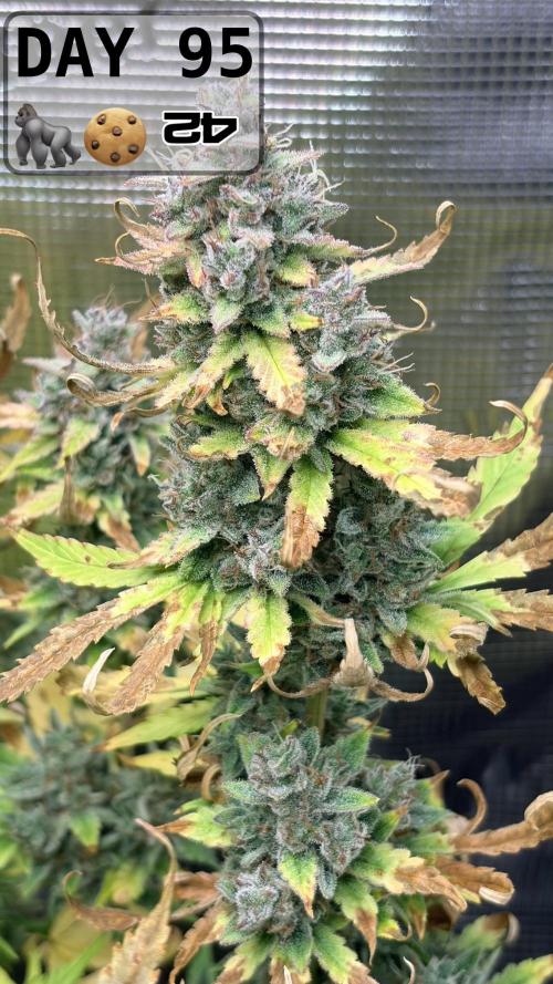 Gorilla Cookies Auto - First grow. Week 13