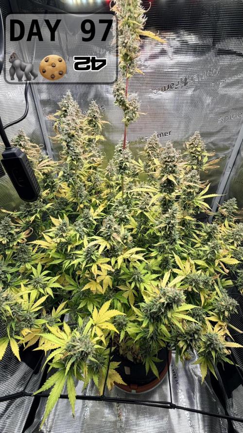 Gorilla Cookies Auto - First grow. Week 13