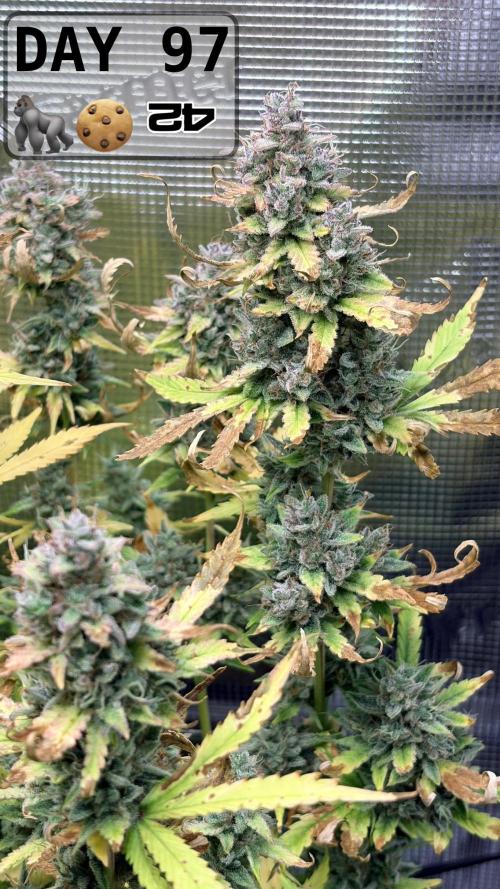 Gorilla Cookies Auto - First grow. Week 13