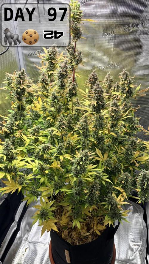 Gorilla Cookies Auto - First grow. Week 13