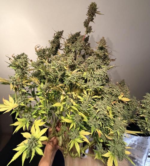 Gorilla Cookies Auto - First grow. Week 14