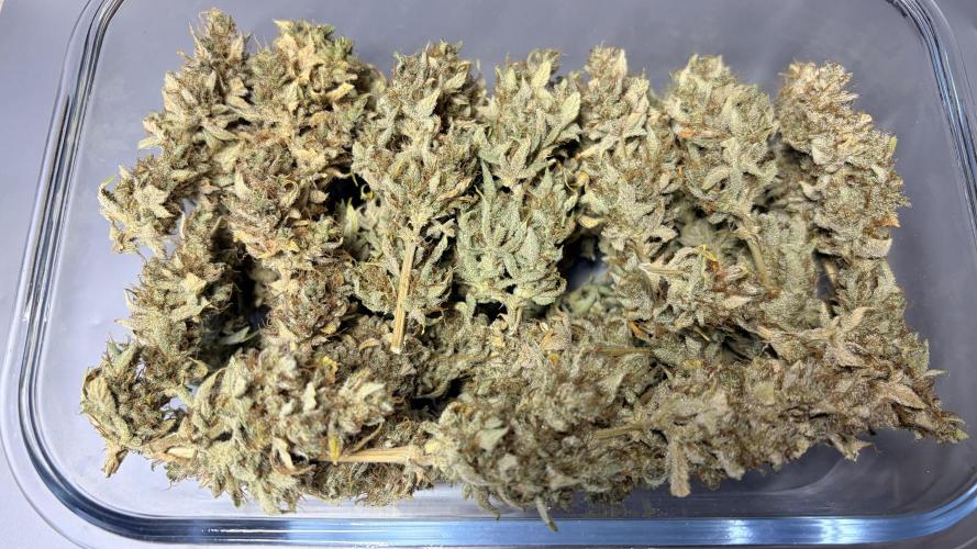 Gorilla Cookies Auto - First grow. Week 14 - 3 weeks curing