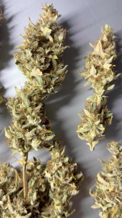 Gorilla Cookies Auto - First grow