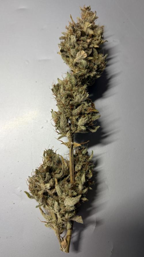 Gorilla Cookies Auto - First grow. Week 14