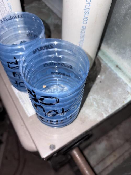 Papaya apricot. Week 0 - Day one