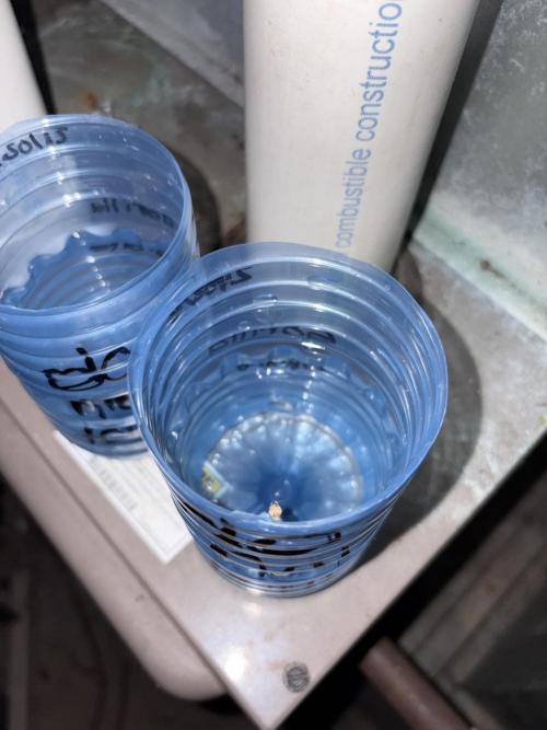 Papaya apricot. Week 0 - Day one