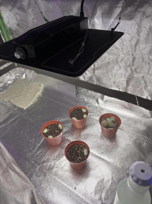 Papaya apricot. Week 1