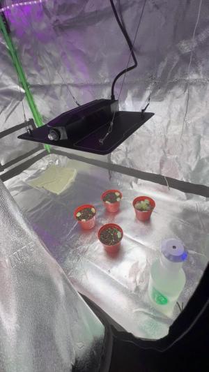 Comment by mariomazariegos420 photo #1