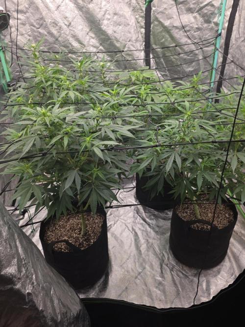 Rowland Market. Week 5